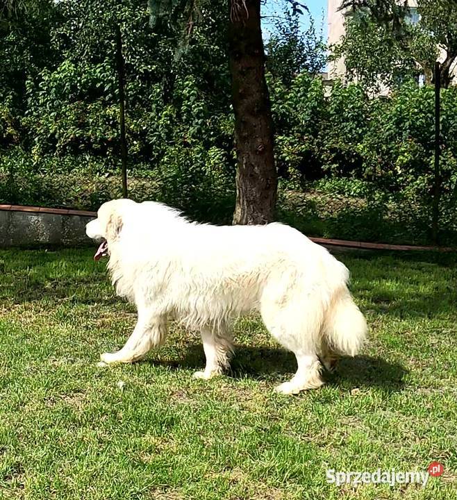 Pirenejski pies górskiowczarek podhalański Owczarek Żukowo
