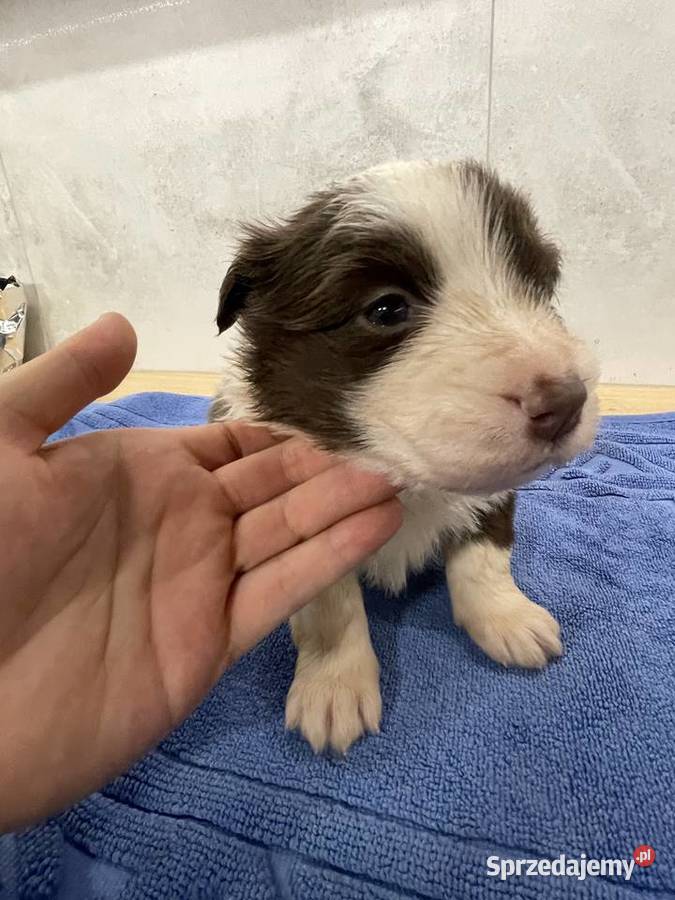 Szczeniak Border Collie czekoladowy suczka Zwierzęta Drohiczyn