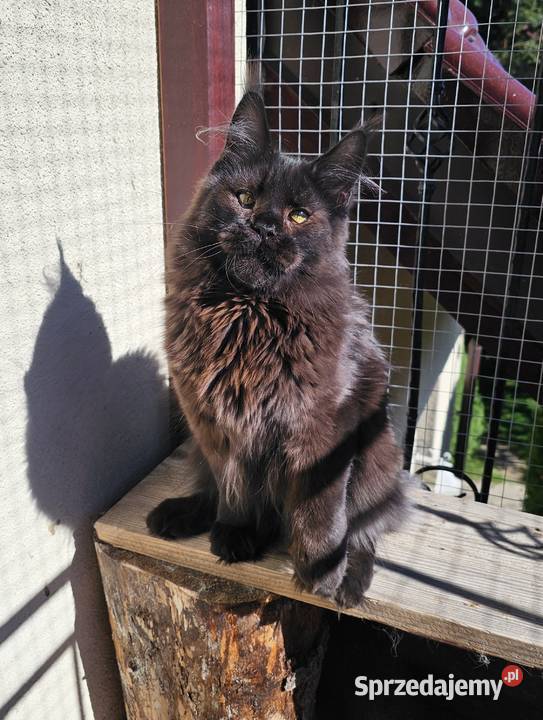 Czekoladowy Maine Coon FPL Gdańsk