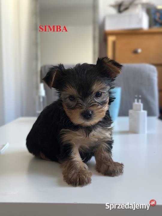 Szczeniaki Yorkshire Terrier 6 tygodni
