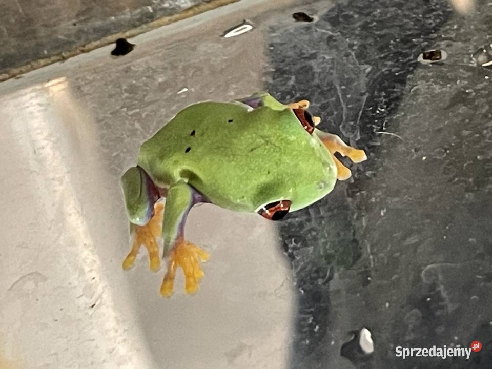 chwytnica czerwonooka Agalychnis callidryas w śląskie Gliwice