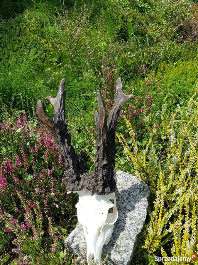 PAROSTKI REKORD ŚWIATA śląskie Orzesze