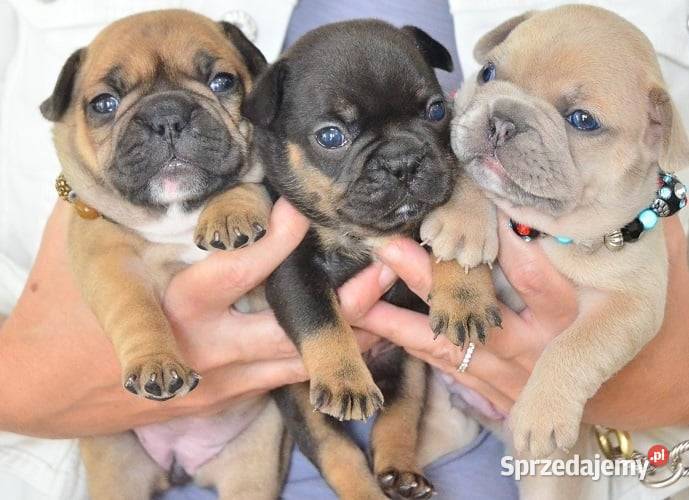 Szczenięta buldoga francuskiego do adopcji Warszawa