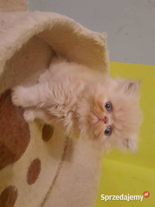Kotka perska biszkoptowo biała Szyk sprzedam