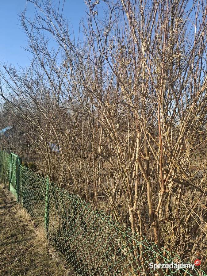 Działka ROD Wrzosowa Kielce