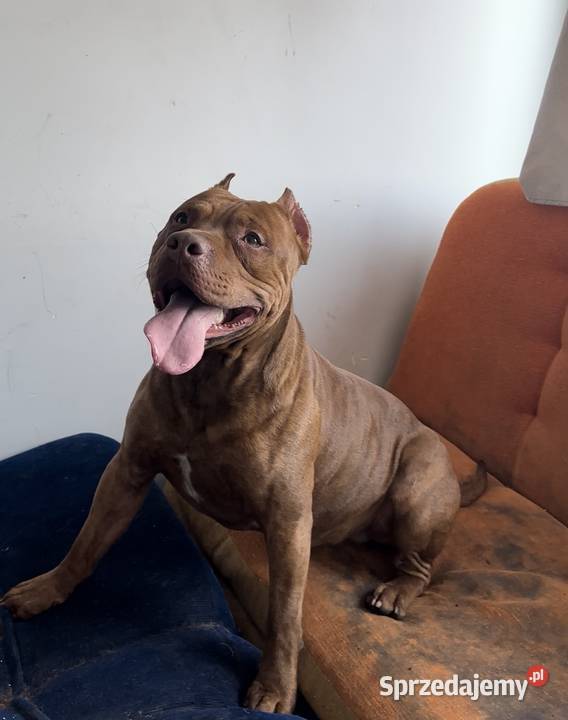 Pitbull Rednose Reproduktor Chodzież