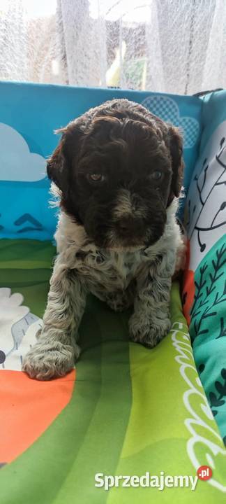 Lagotto Romagnolo Będzin sprzedam