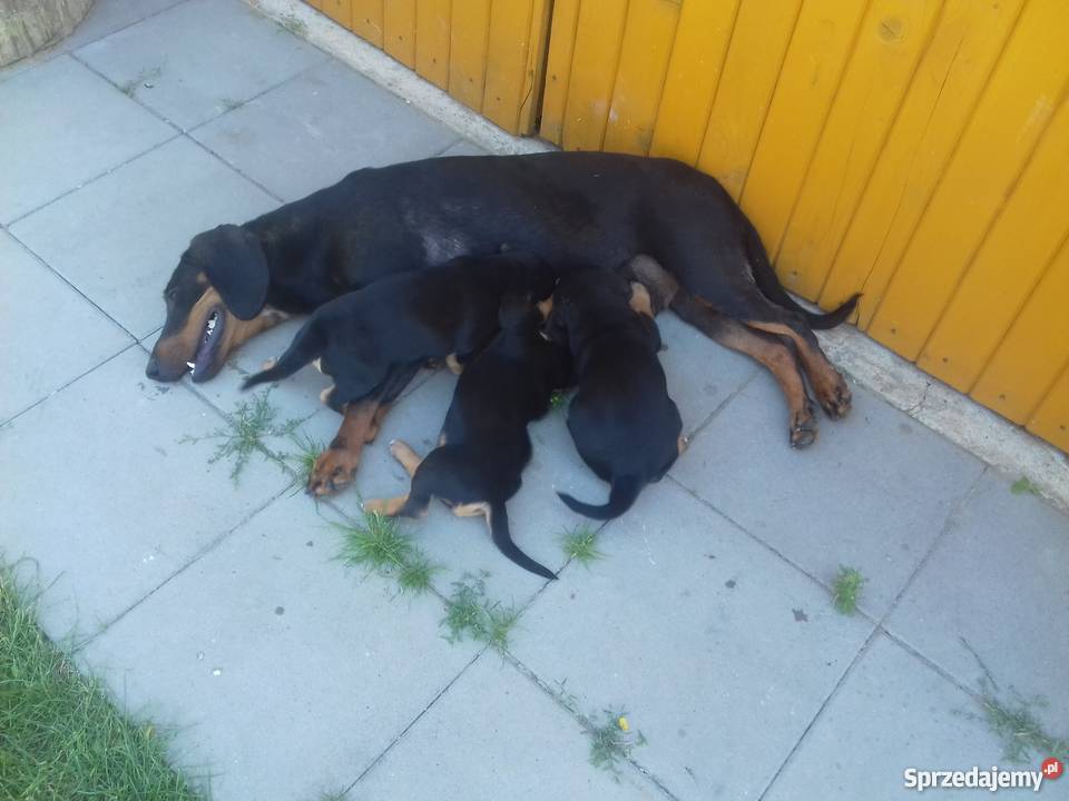 Oddam szczenięta gończy polski Dąbrowa Tarnowska