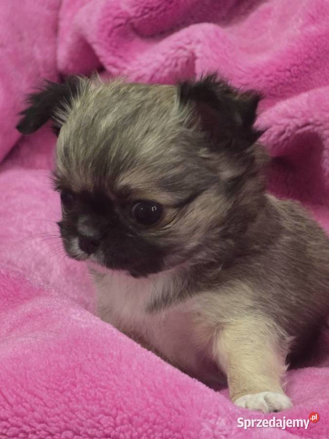 Chihuahua Sobolowy Mini Xxs Bielsko-Biała