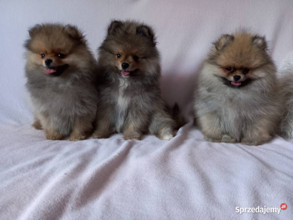 Szpic miniaturowy pomeranian suczka Szpic miniaturowy Wągrowiec sprzedam