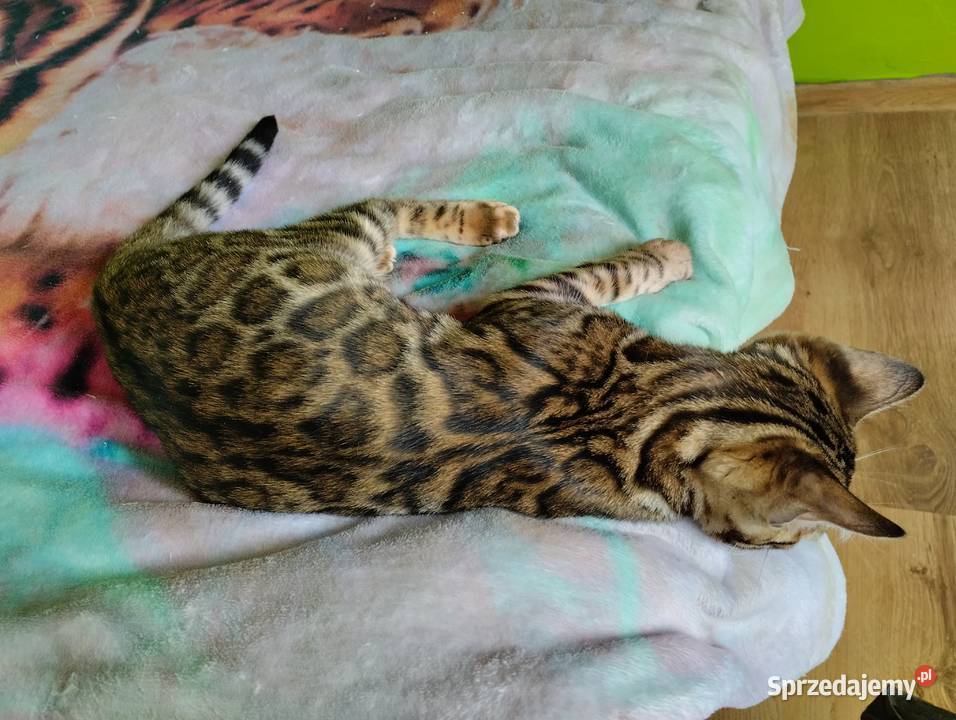 koty bengalskie młody kotek Apollo z rodowodem Iskrzynia