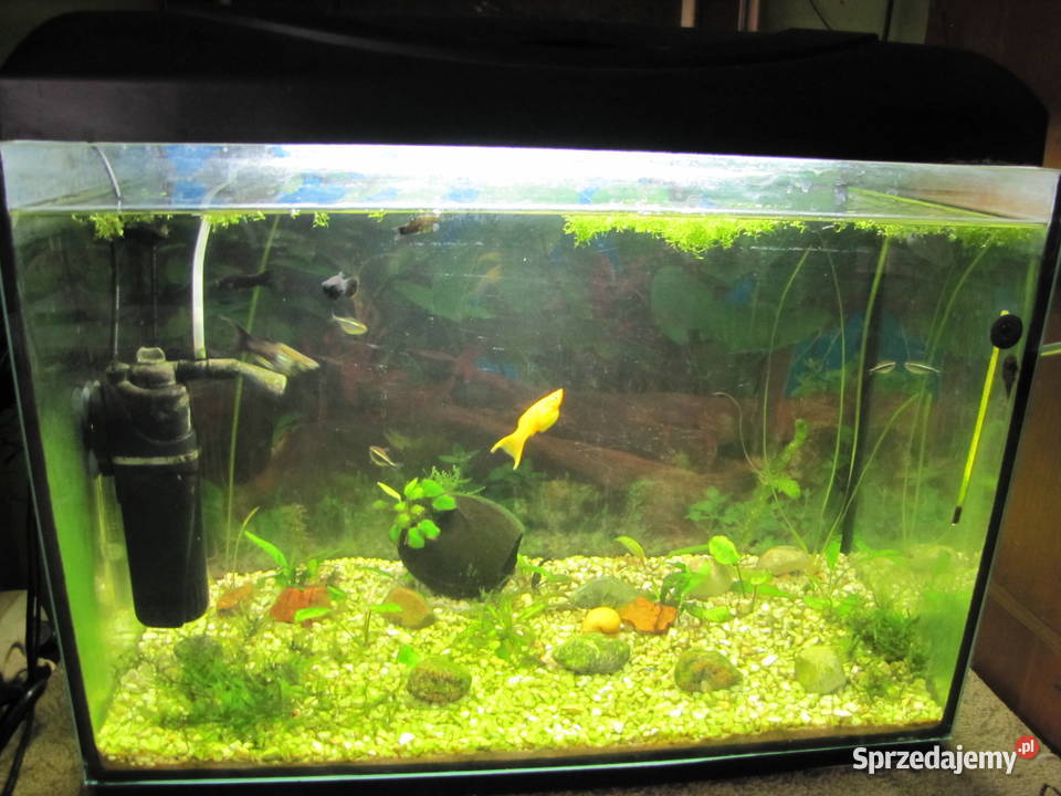 Akwarium 72 l z obsadą Ryby