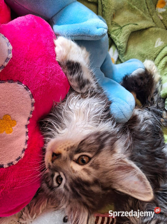 KOTY MAINE COON HODOWLANE Szczecin sprzedam