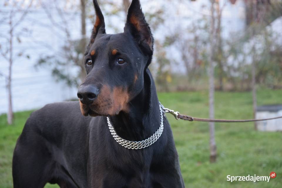 Doberman Szczeniaki Rezerwacia dolnośląskie Wrocław