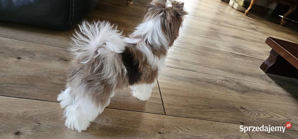 Yorkshire terrierYork Chocoberry pomorskie Kobysewo sprzedam