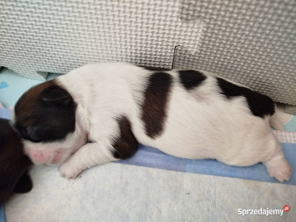 Shih Tzu Złotków