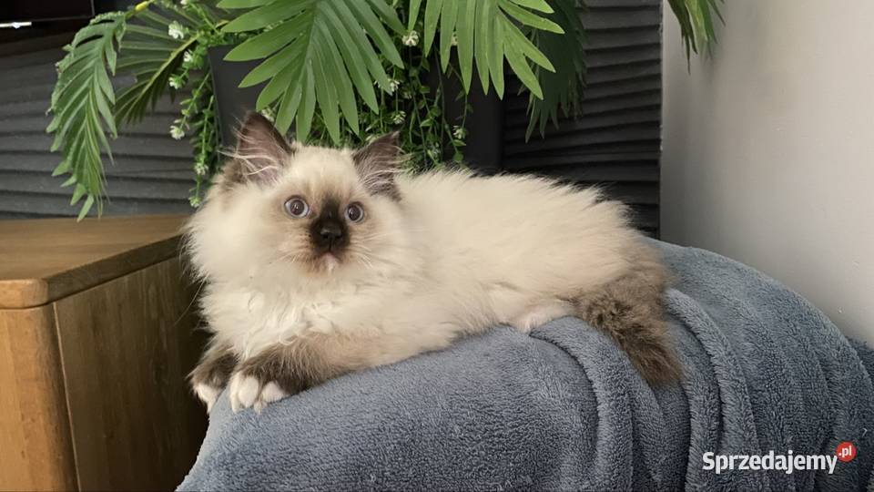 Małe kotki Ragdoll FPL Katowice