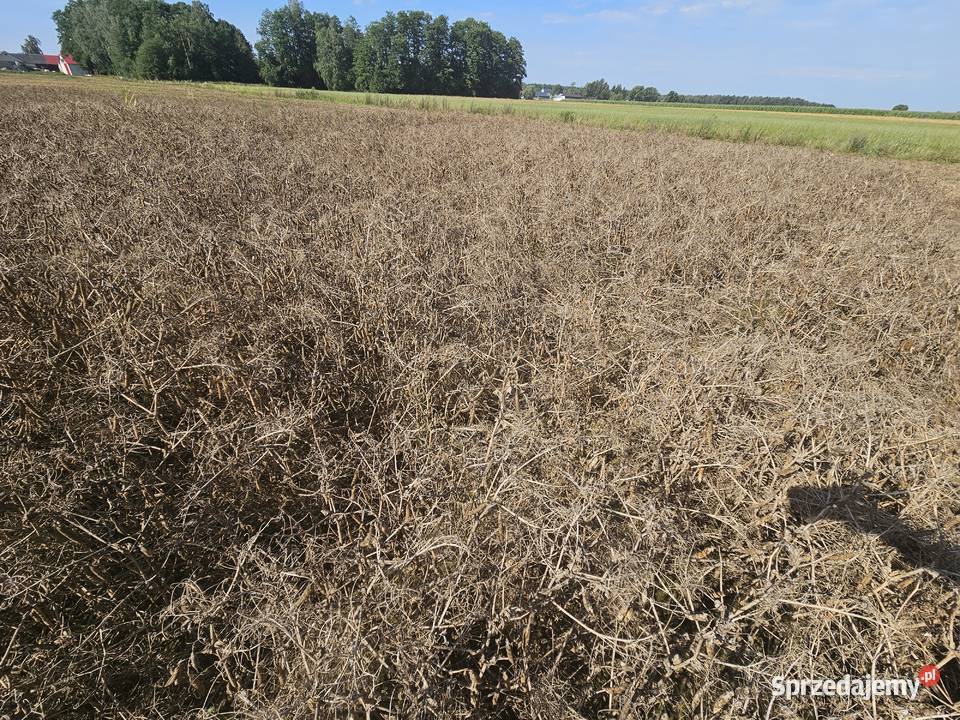Groch astronaute na poplon łubin strączkowe Pozostałe Kłopoty-Stanisławy sprzedam