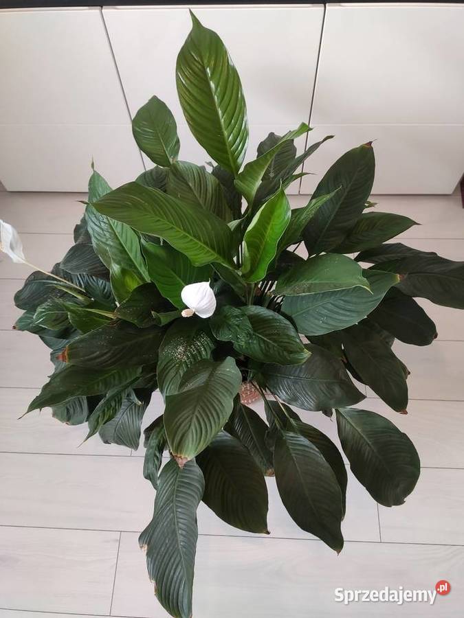 Skrzydłokwiat Spathiphyllum Zabrodzie