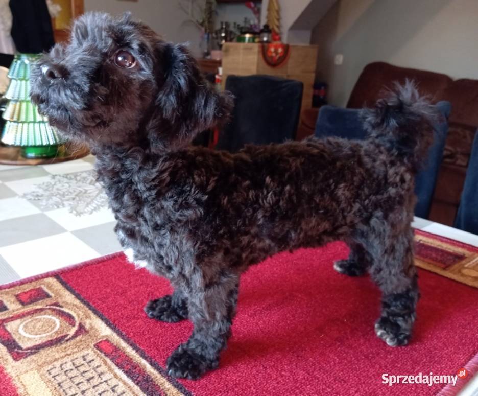 Rezerwacja Hebe Sunia rasy Rosyjska Bolonka wielkopolskie Radliniec