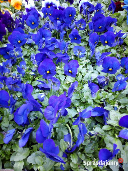 Bratki Hurt Białystok Podlasie sprzedam