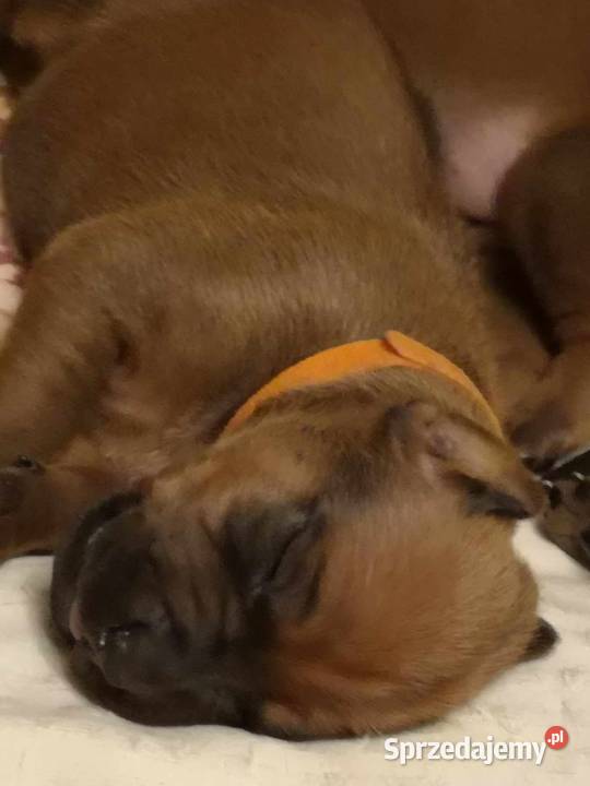 Rhodesian Ridgeback szczenięta Młochów