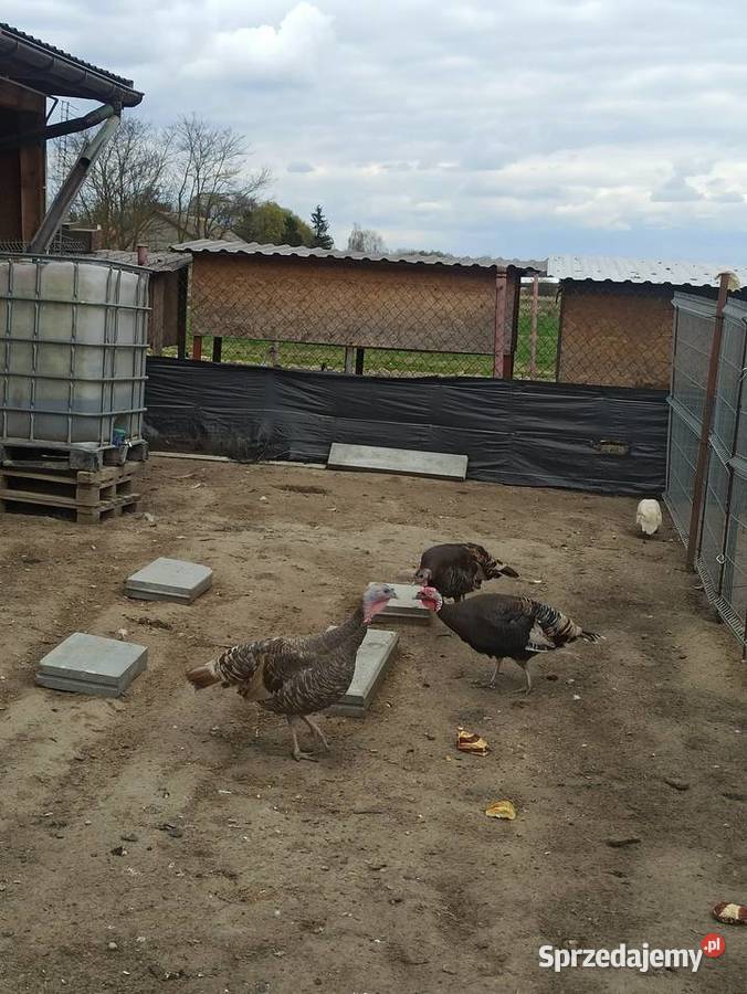 Jaja lęgowe indycze lubelskie Krupe sprzedam