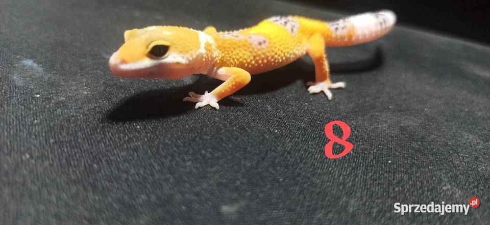 eublefary lamparcie młode Kraków