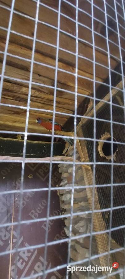 Papugi Rozele Królewskie Mińsk Mazowiecki sprzedam