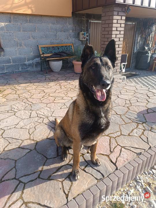 REPRODUKTOR Owczarek Belgijski Malinois Goleniowy