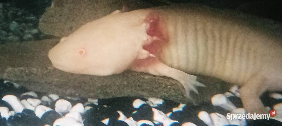 Oddam dwie ambystomy meksykański około 20 Gady i płazy Błażkowa