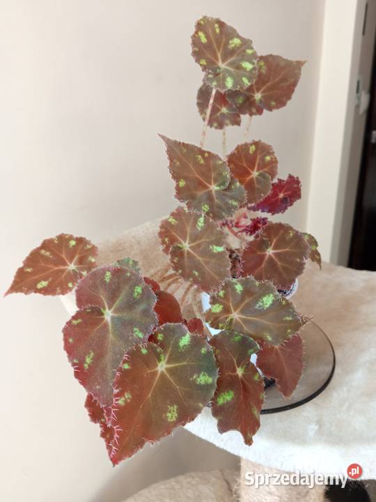 A może skrzydłokwiat Białystok