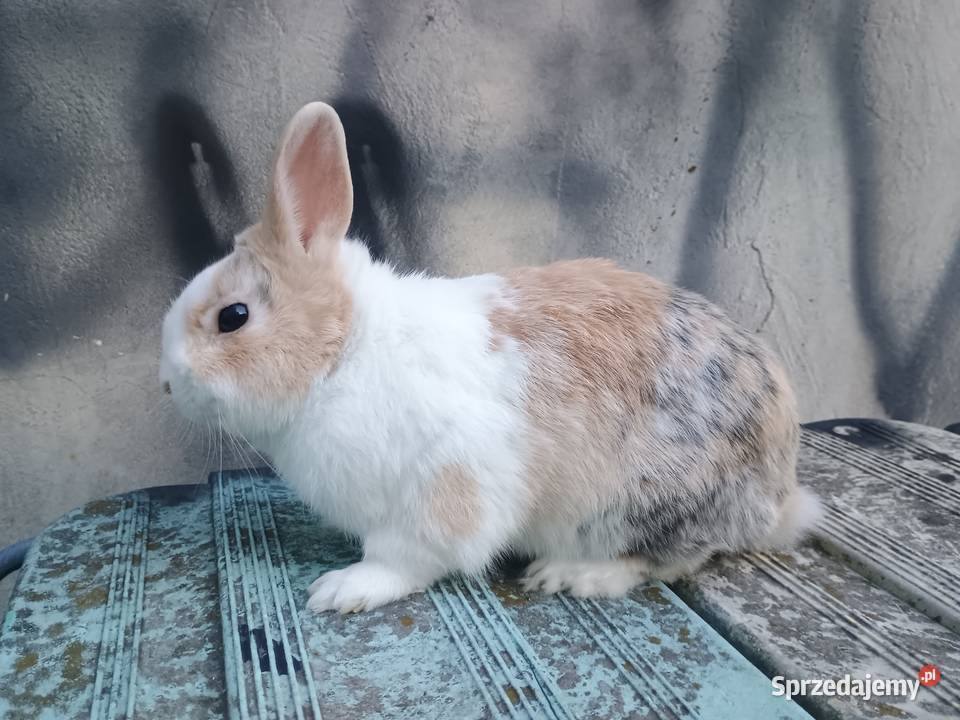 Króliki miniaturki lubelskie Tomaszów Lubelski
