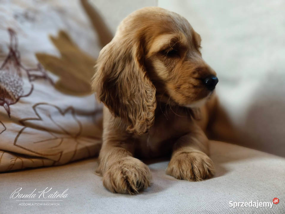 Cocker Spaniel Angielski pełny rodowód FILM Cocker Spaniel Wieliczka