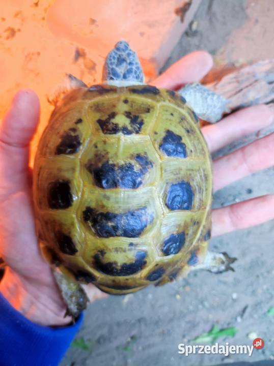 Żółw stepowy z terrarium Gady i płazy śląskie Częstochowa