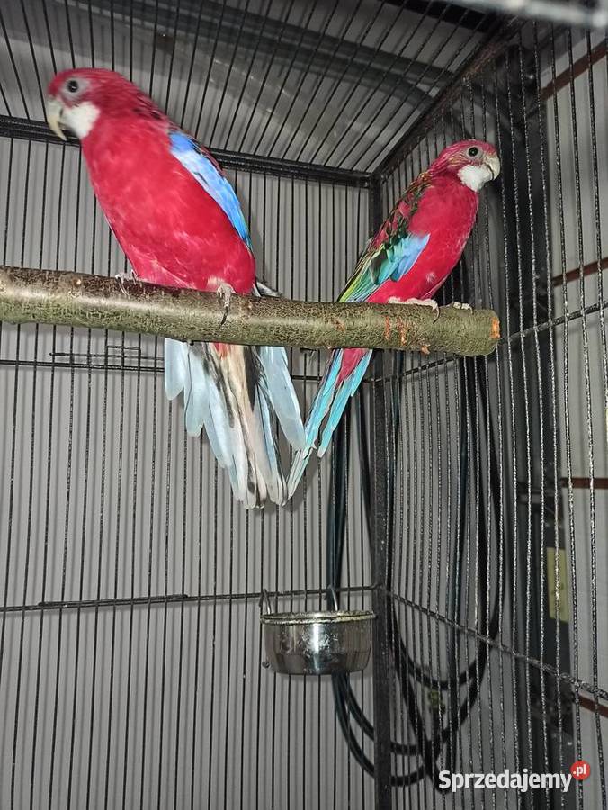 Papugi podkarpackie Krasne