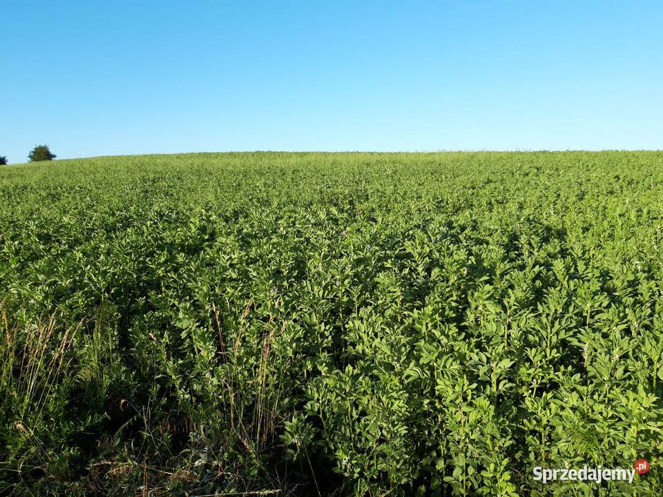 Bobik wyczyszczony na poplon małopolskie Zarogów