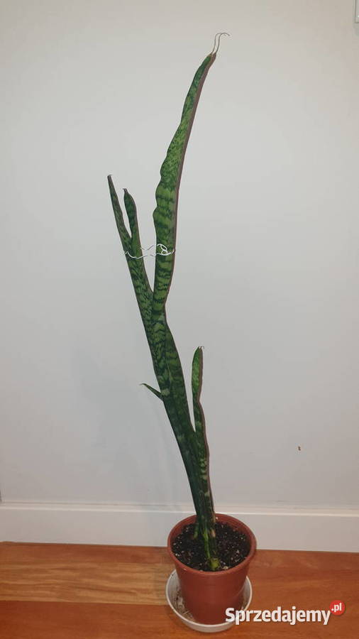 Sansewieria wysoka wysokość 80 Warszawa