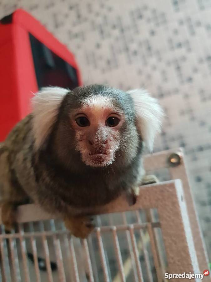 Małpki Marmozeta klatka Czaplinek