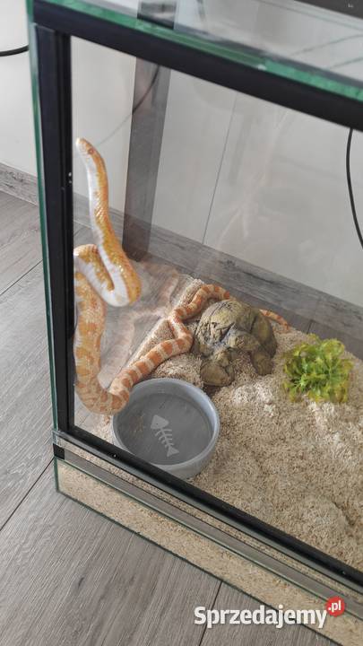Wąż zbożowyterarrium z wyposażeniem Warszawa sprzedam