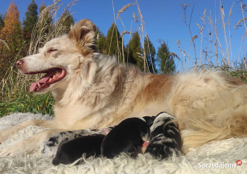 Piękna Suczka BORDER COLLIE z papierami dobrych podkarpackie Iwonicz