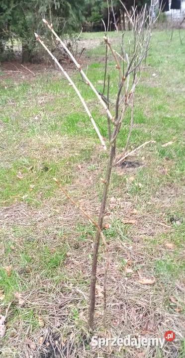 Sadzonki agrestoporzeczka Zabrze