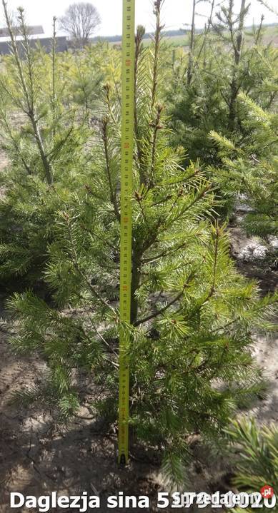 Daglezja sina Rośliny Lipno