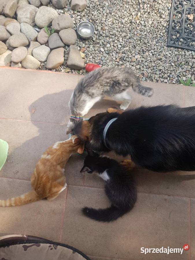 Domowy hotel zwierząt Biadoliny Radłowskie