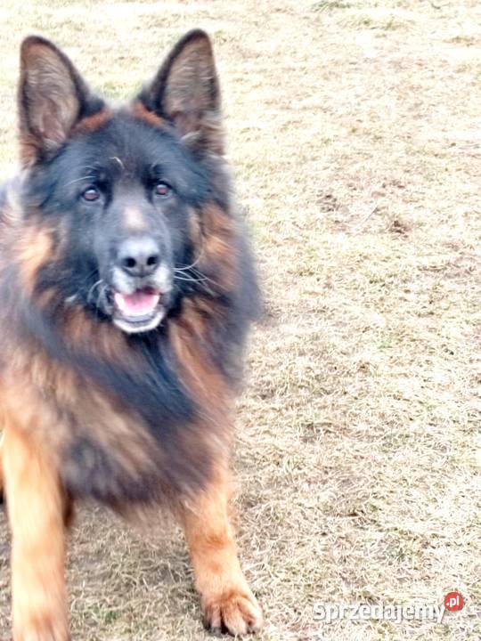 Owczarek niemiecki długowłosy Wołów