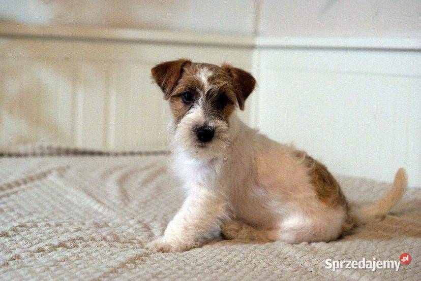 Jack Russell Terrier piesek szorstki Toruń