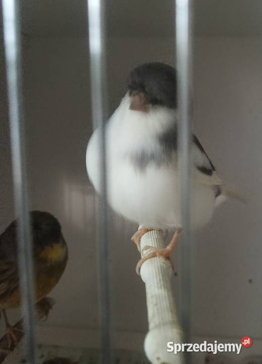 Sprzedam kanarki glostery arlekiny portugalskie Zielonka