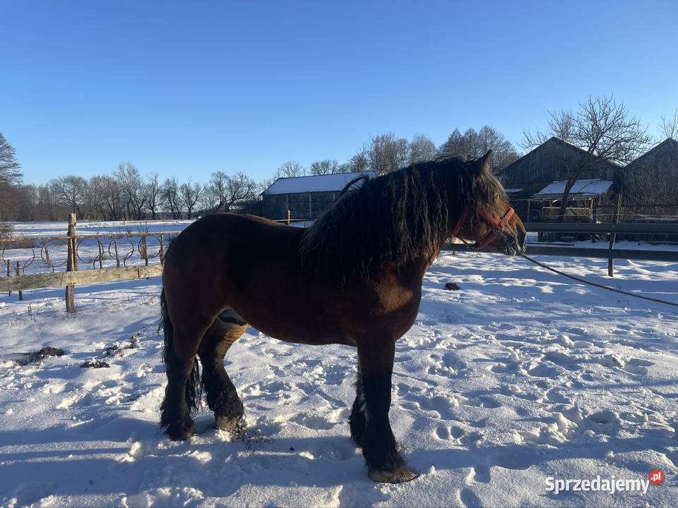 ogoer zimnokrwisty sokólski Michów sprzedam