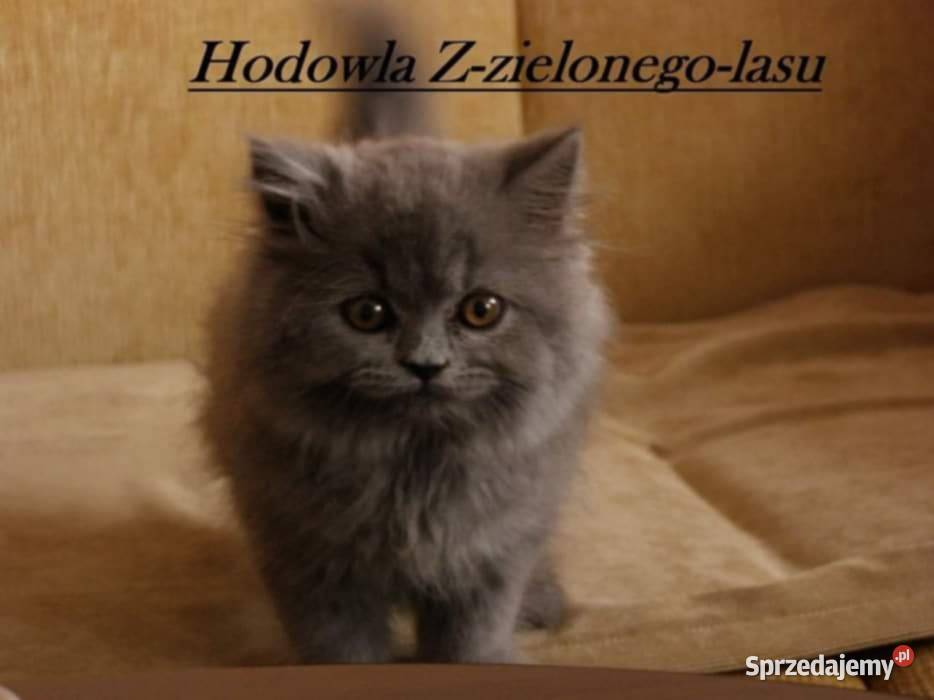 Kotka Brytyjska dlugowłosa