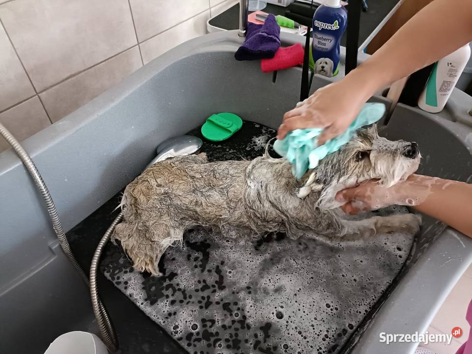 Groomer psi fryzjer pielęgnacja kąpiel Radom usługa dla zwierząt